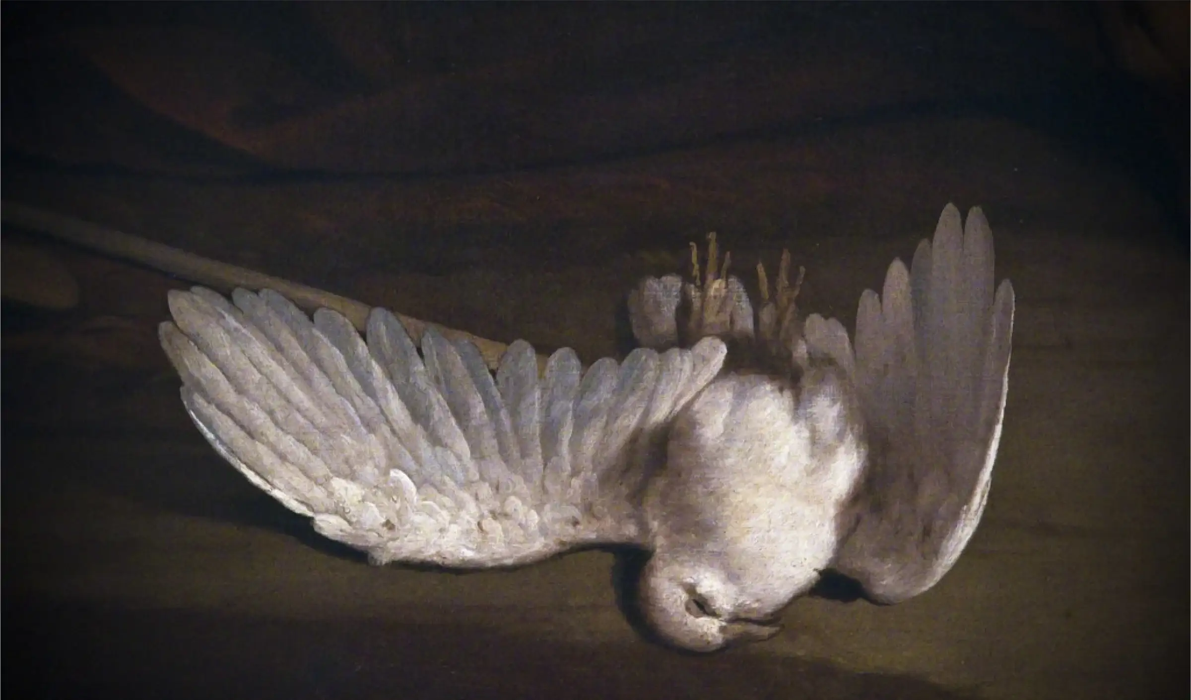 Detail of an old painting: a white dove lying fallen on a dark table, wings spread