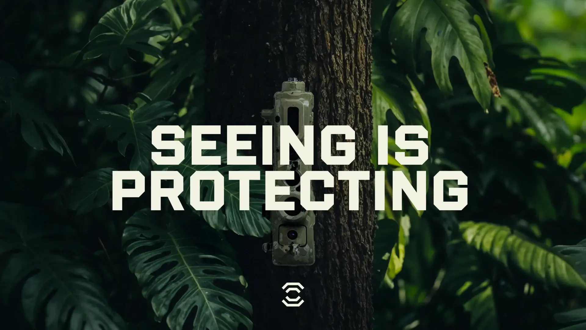 Ver es proteger: la cámara atada a un árbol de la selva